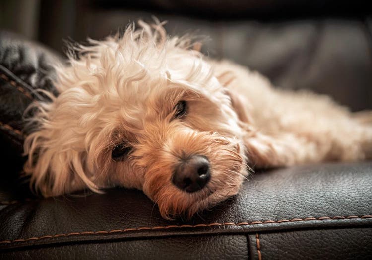 Mini golden doodle