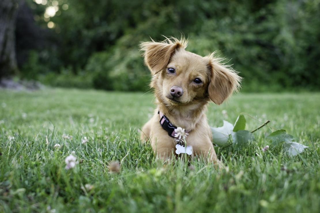 Foto van een leuke bruine puppy in het gras