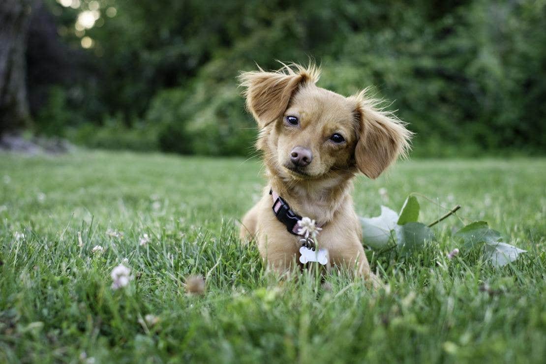 Foto van een leuke bruine puppy in het gras