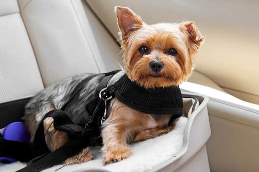 Hund sidder i bilsæde til hunde og sele spændt sikkert fast