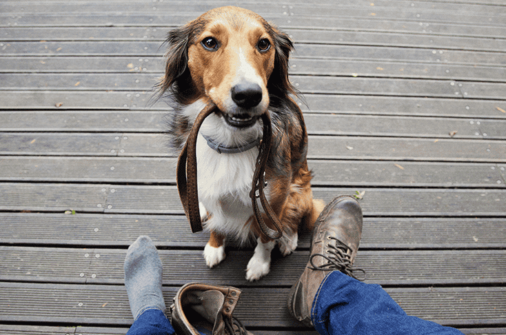 how do dogs get fleas