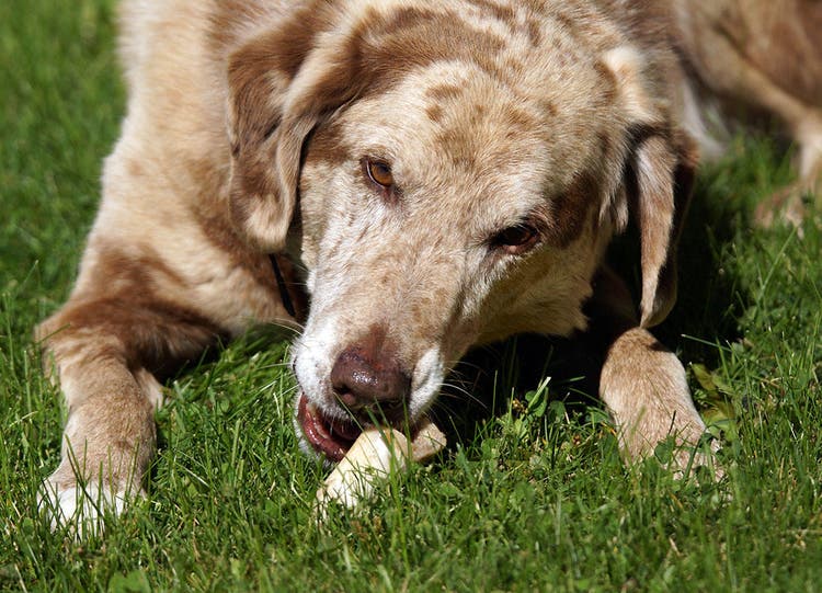 Brun retriever hund gnaver på et ben i græsset