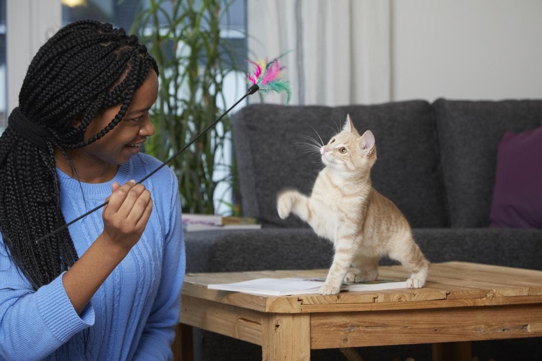 Owner playing with cat