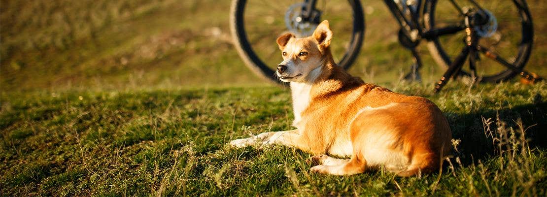 sommeraktiviteter med din hund, cykeltur