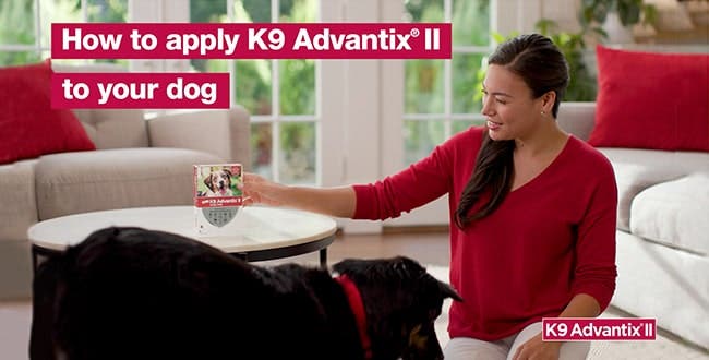 Woman preparing to apply K9 Advantix ii to a large dog with How to apply K9 Advantix® II text overlay