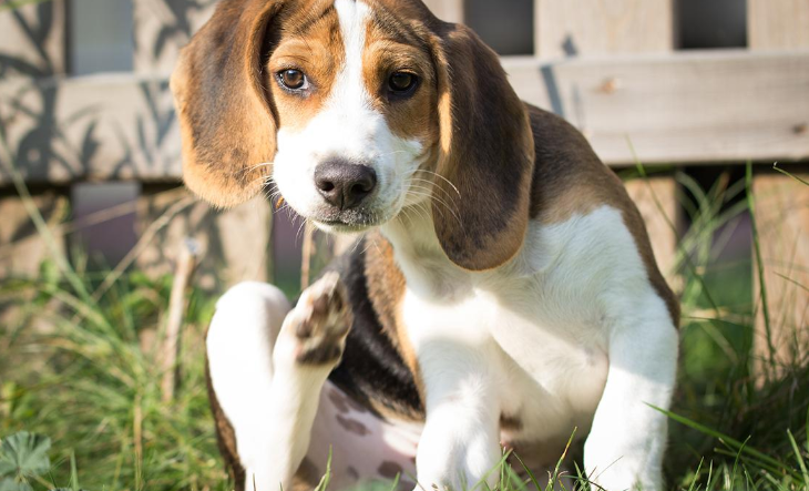 Beagle Hund der klør sig på grund af loppebid.