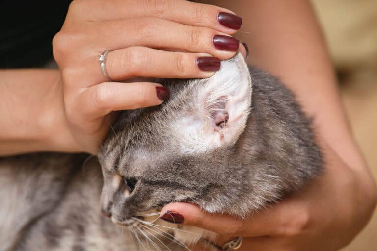 Acari nelle orecchie dei gatti