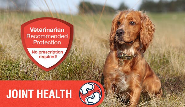 Brown dog in field with joint health overlay 
