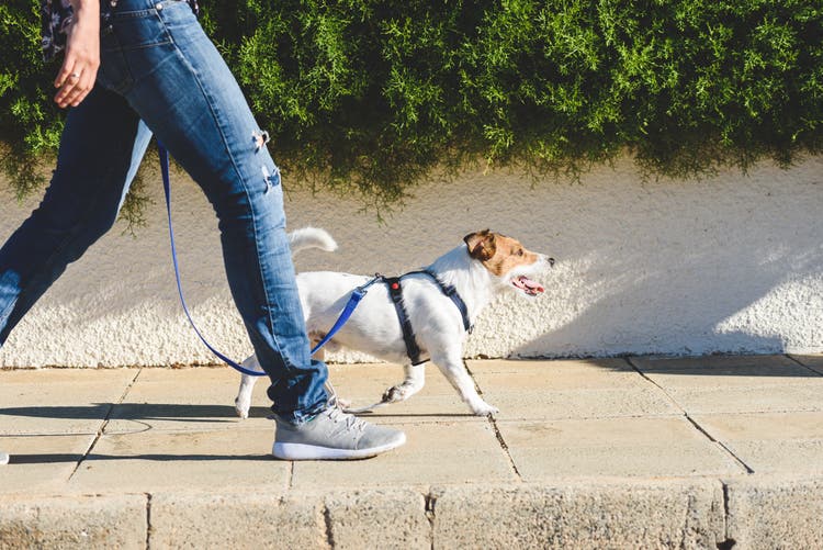 Hond met hondentuigje wandelt samen met zijn baas 