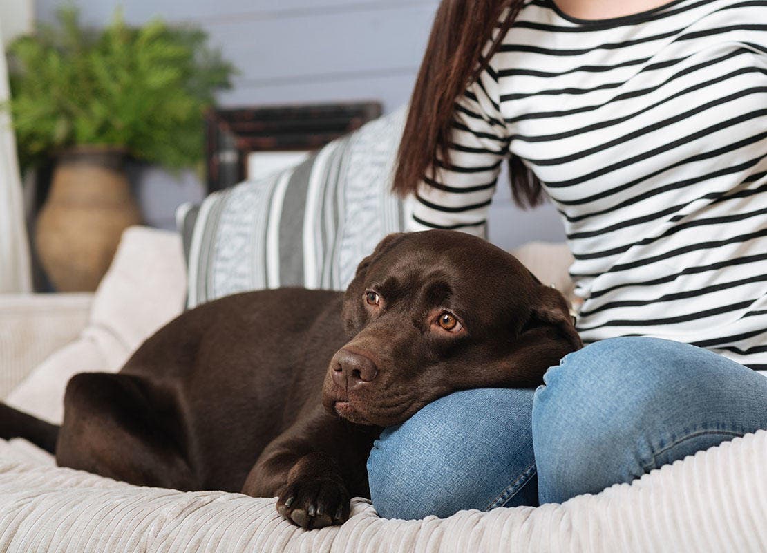 Brun labrador hund ligger på soffan med ägare