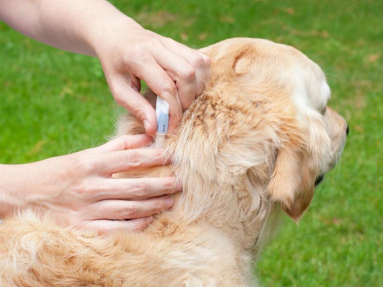Golden retriever bőrére bolha elleni szert cseppentenek.