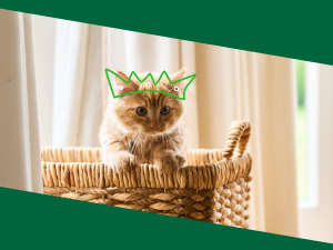 Kittens need parasite protection