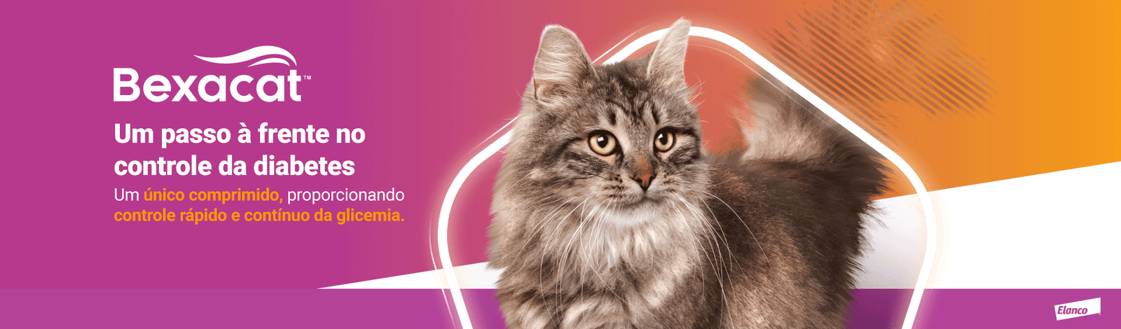 Banner do medicamento Bexacat com gato marrom ao centro sobre fundo rosa e laranja, acompanhado do texto ‘Um passo à frente no controle da diabetes. Um único comprimido, proporcionando controle rápido e contínuo da glicemia.
