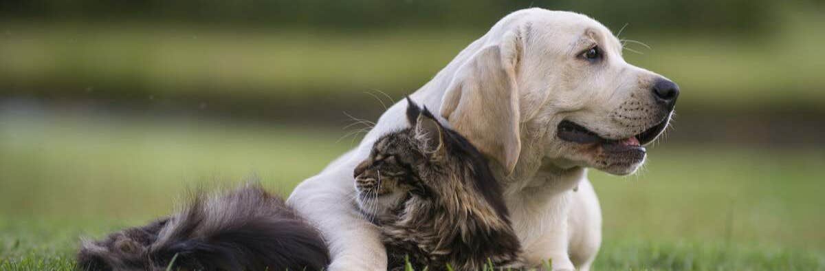 Dog and cat looking in different directions