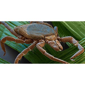Castor bean tick