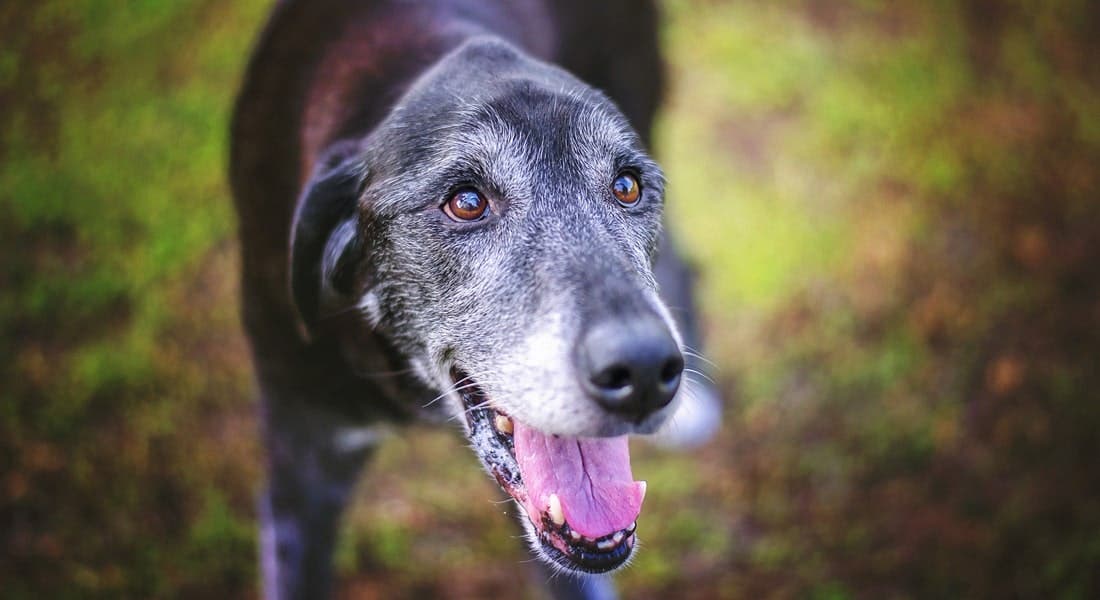 A panting, senior dog standing in grass after exercising
