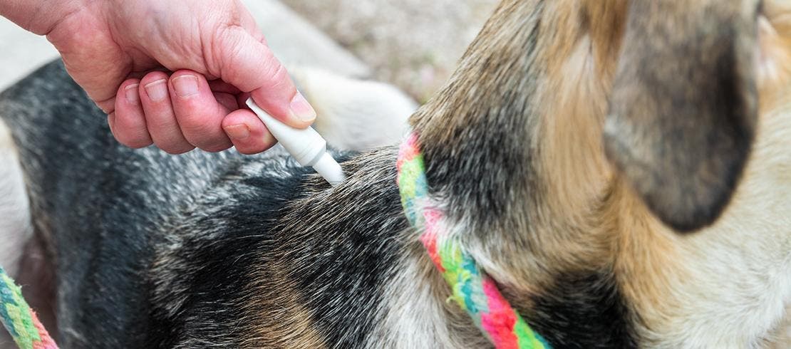 Foto van hond die met een spot-on vlooienmiddel wordt behandeld
