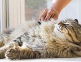 A cat getting brushed
