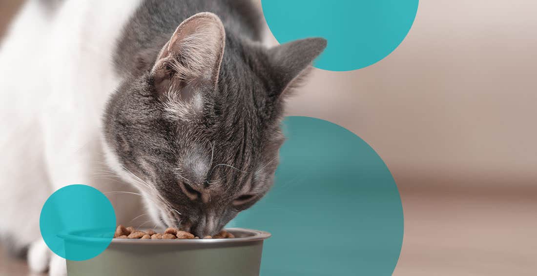 Gray and white cat eating out of a silver food bowl.