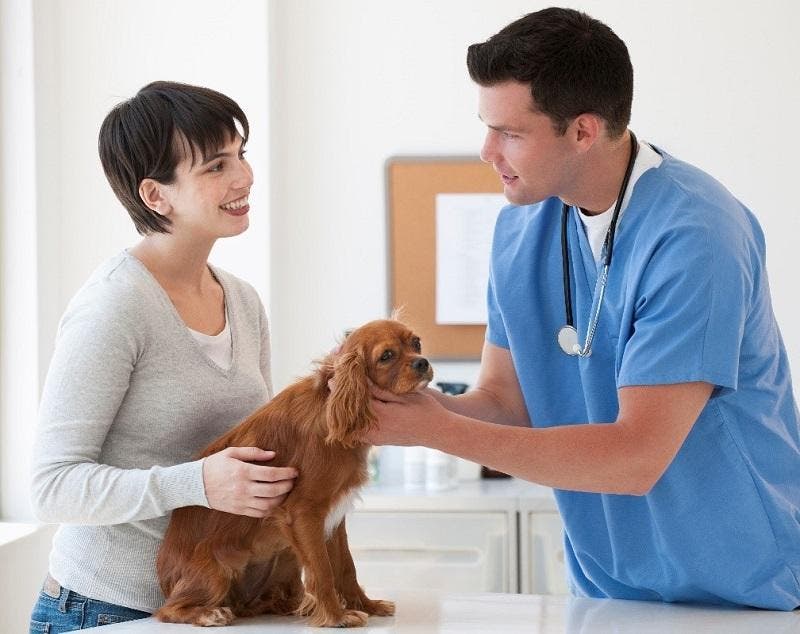Kutyát vizsgáló állatorvos 