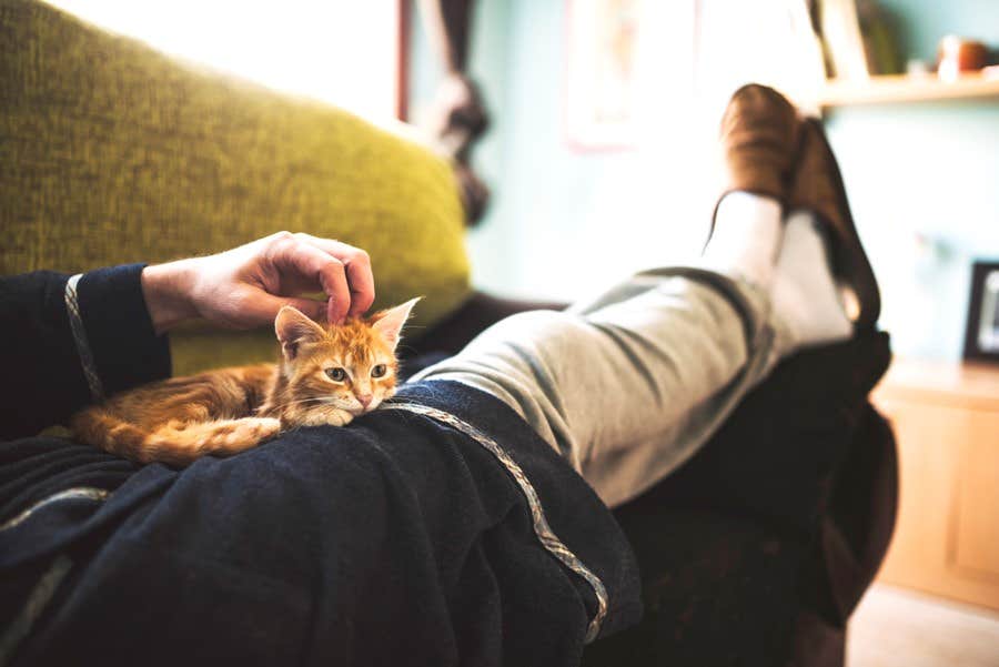 家族の膝の上でくつろいでいるタビー柄の子猫 
