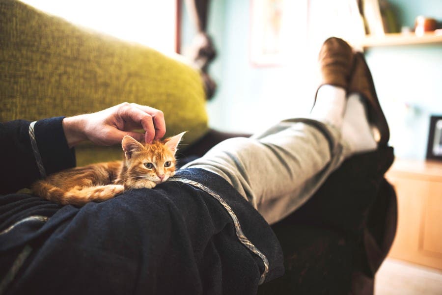 家族の膝の上でくつろいでいるタビー柄の子猫