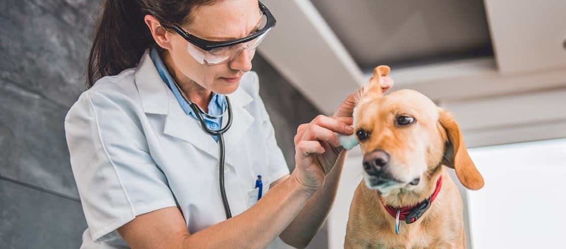 Uma veterinária vestida de branco examinando as orelhas de um cachorro caramelo