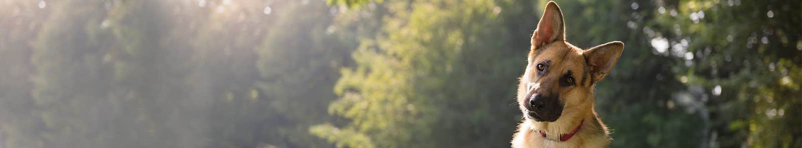 Behandling af din hunds allergiske symptomer
