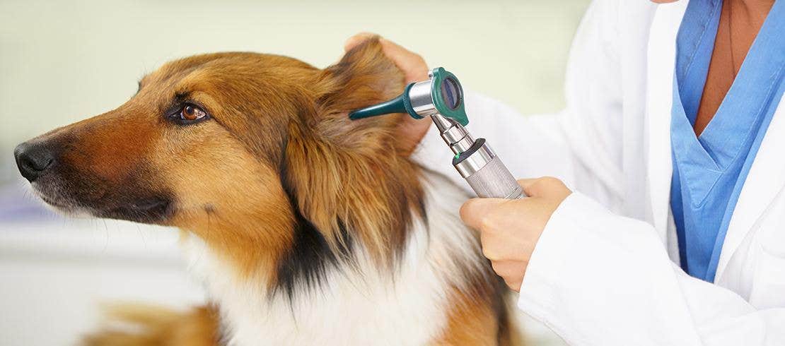 Foto van dierenarts die de oren van een hond onderzoekt
