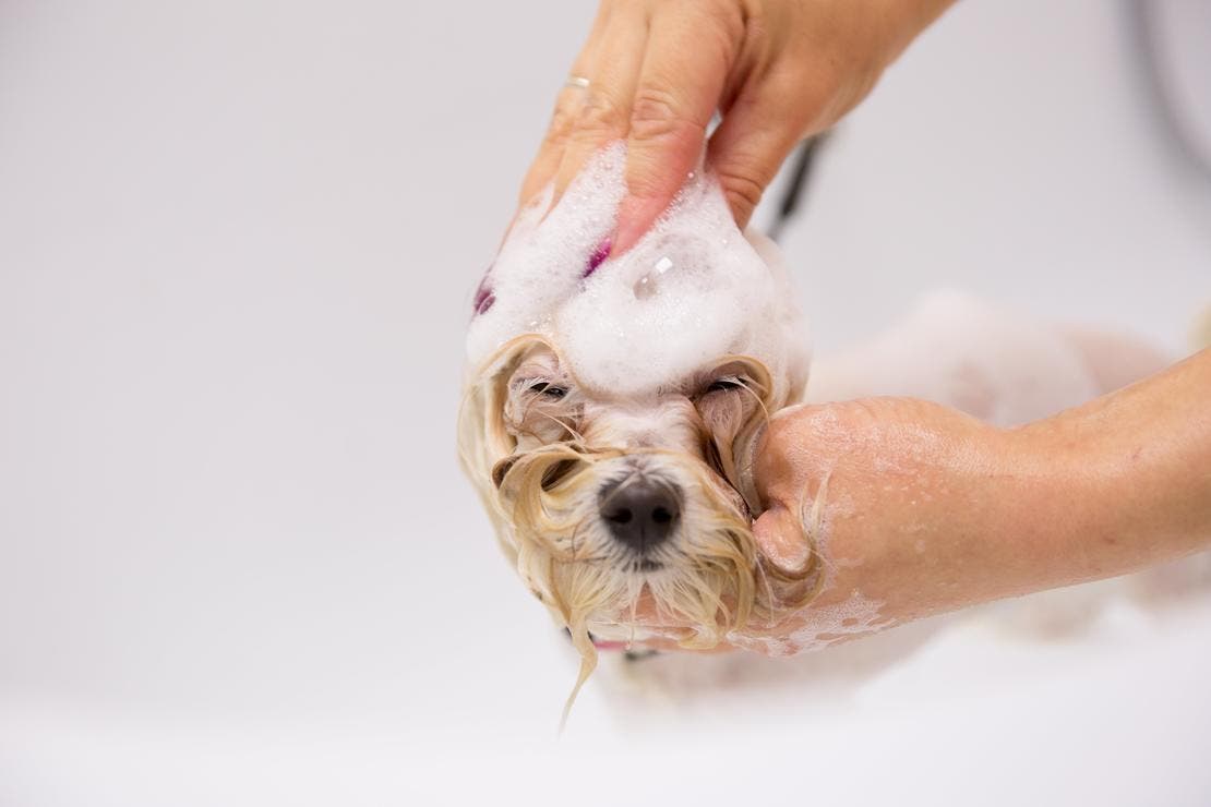 Baño bichon maltés