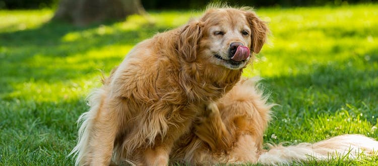 Golden retriever licking its nose and scratching its body in the grass.