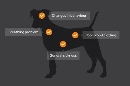 Signs of lungworm in dogs