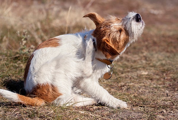 spektrum triathlon kom videre Guide: Hvorfor vælge tyggetabletter til din hund?