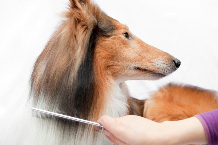 A dog groomer combing a sheltie