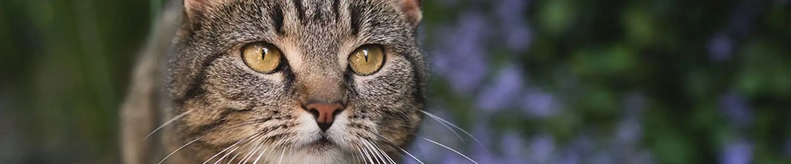 Feral cat at risk of fleas