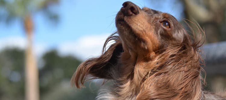 A cocker spaniel looking up and enjoying the breeze outdoors.