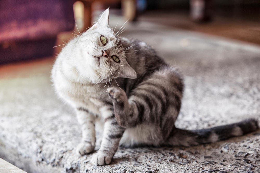 Kat krabt zich met zijn achterpoot
