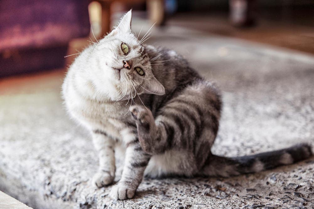 Kat krabt zich met zijn achterpoot