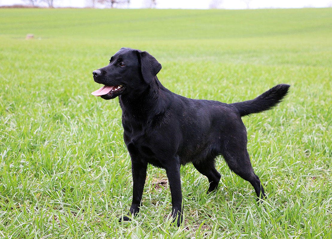 Fekete labrador áll a zöld füvön