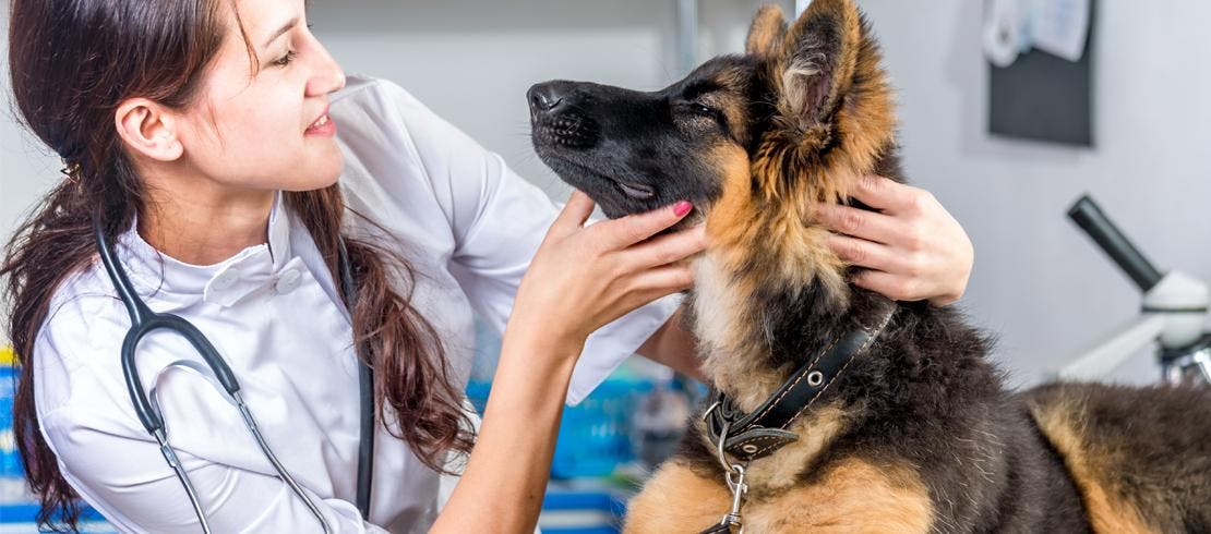 Vet checking a dog for a flea infestation