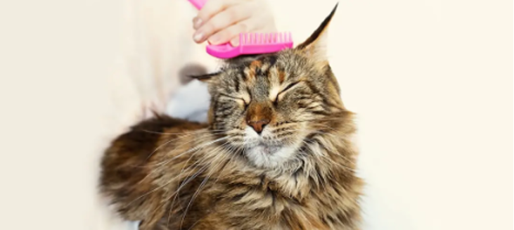 Cat getting groomed