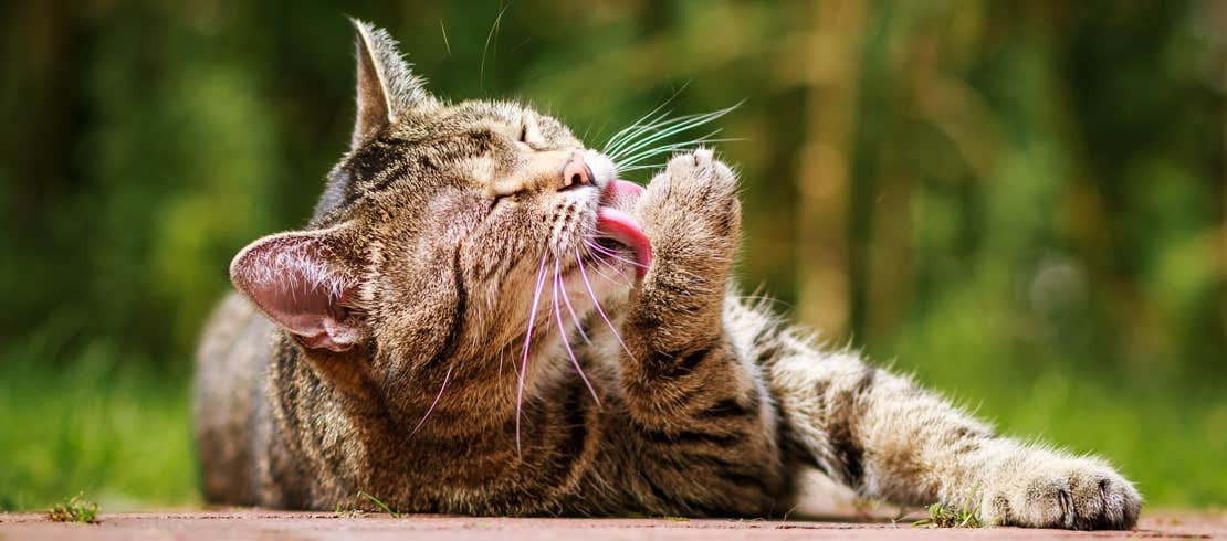 Cat grooming in sunlight.