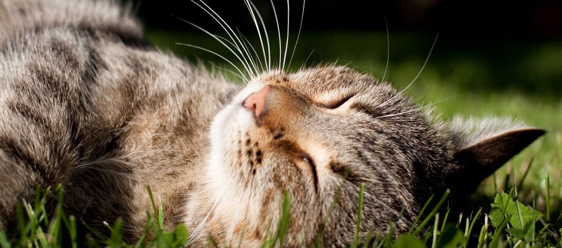 Tabby cat lying on its back contently sunbathing in the grass.