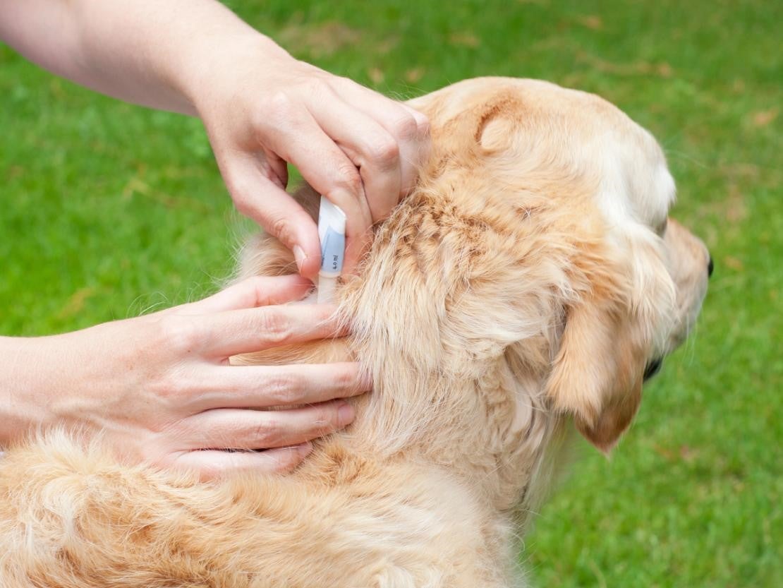 Dog Flea Treatment 