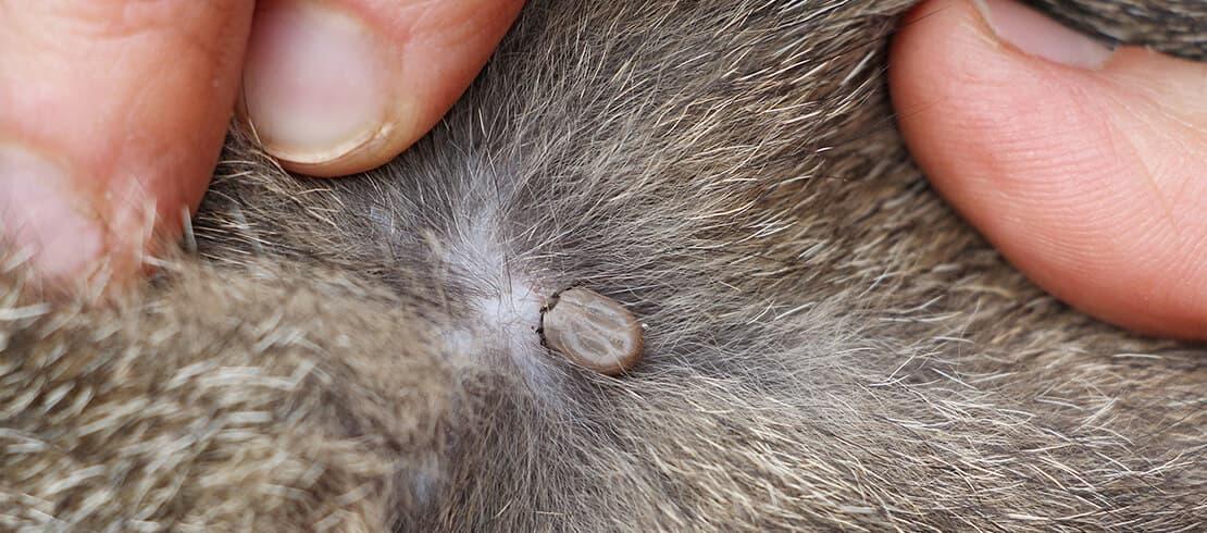 how do you get a tick to release from a dog