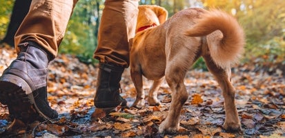 Mand og hund på tur i skoven 
