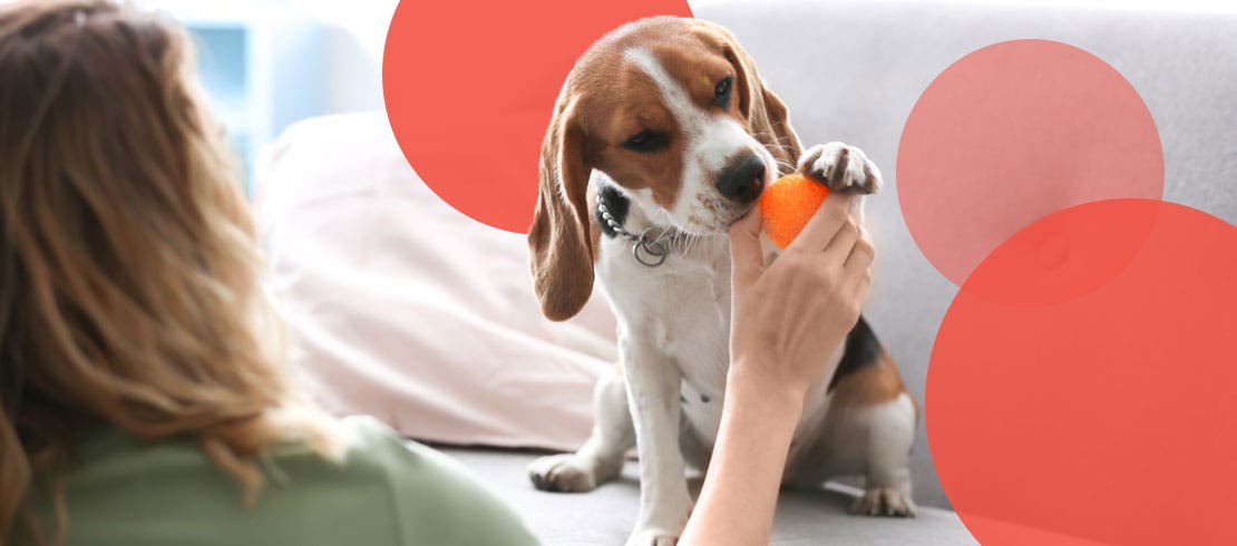 An owner giving her dog an orange treat toy for mental exercise.  