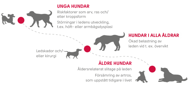  Artros kan förekomma hos hundar i alla åldrar 