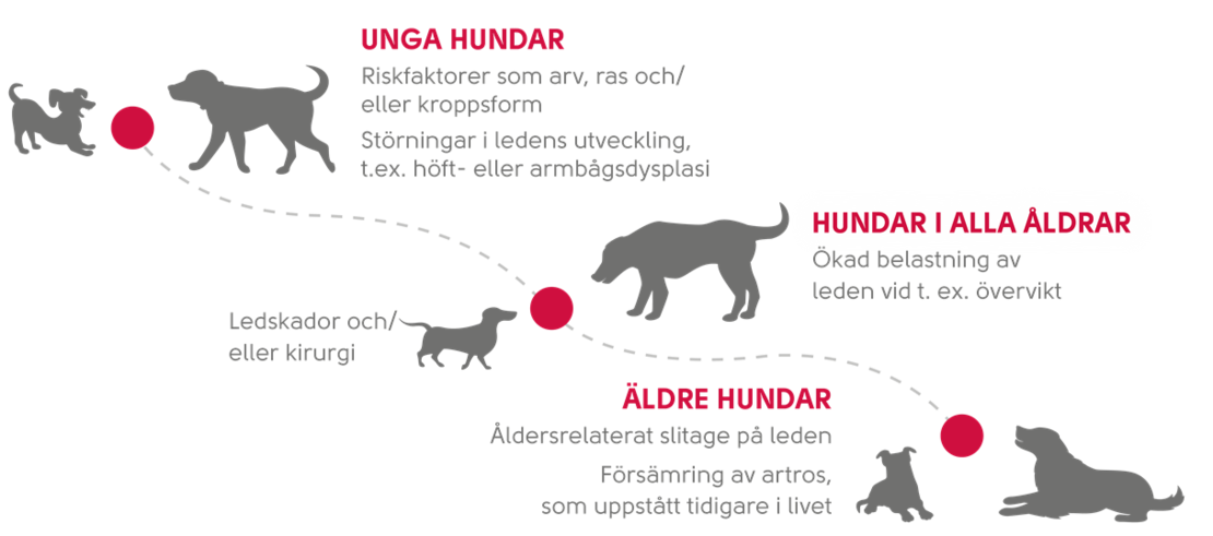 Artros kan förekomma hos hundar i alla åldrar