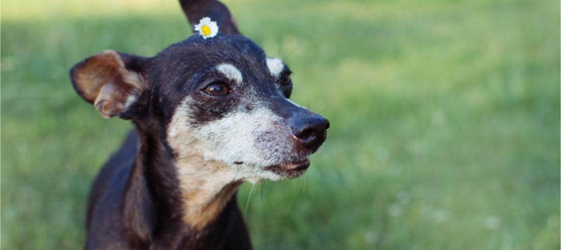 cane in giardino
